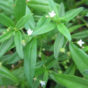 白花蛇舌草 200 seeds