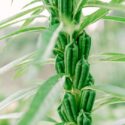 芝麻 100 seeds